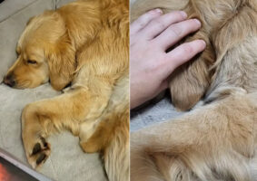 ぐっすりお休み中のゴールデンレトリバー。垂れたその耳をまくってみるとそこには！！【アメリカ・動画】