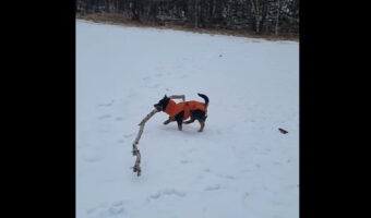 雪原で大きな木の枝を見つけた犬。気に入ったので持ち帰ろうとしますが・・、大きすぎるし足元は不安定だしで運ぶのが大変そう！！