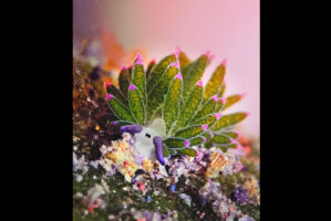 なんだか植物をしょっているみたい！海中で見つけたのはウミウシです！！【海外・動画】