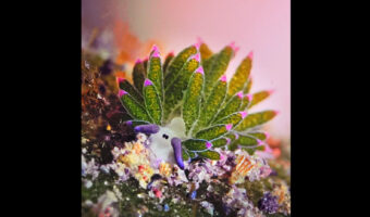 なんだか植物をしょっているみたい!海中で見つけたのはウミウシです!!【海外・動画】