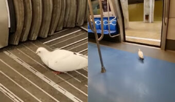 巣の最寄り駅なの？列車内にいたハトが駅に着くとまっすぐ降りていきました！！【海外・動画】