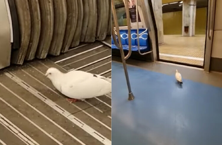 巣の最寄り駅なの？列車内にいたハトが駅に着くとまっすぐ降りていきました！！【海外・動画】