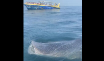 船よりも大きい?フロリダ沖で巨大なジンベイザメを発見!!【アメリカ・動画】