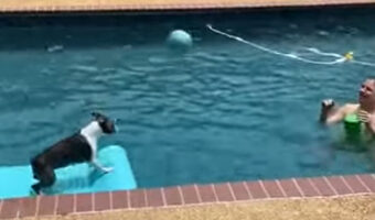 ボストンテリアは大好きを満喫中!プールの上で飼い主さんとボール遊び!!【アメリカ・動画】