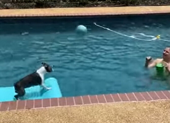ボストンテリアは大好きを満喫中！プールの上で飼い主さんとボール遊び！！【アメリカ・動画】