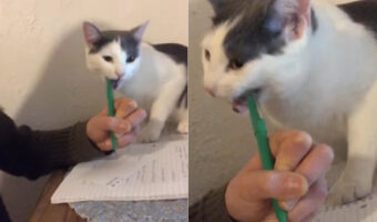 勉強を猫が教えようとしてくれている？授業のノートを取っていたら猫がペンをくわえてきました！！【アメリカ・動画】