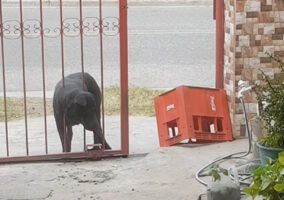 門をくぐりたい犬。頭と体を使って見事に帰宅しました！！【海外・動画】