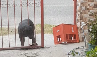門をくぐりたい犬。頭と体を使って見事に帰宅しました!!【海外・動画】
