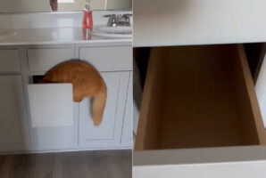 新居をさっそく探索する茶トラ猫。洗面所の引き出しに潜り込んだと思って開けたら・・あれ？いない？？