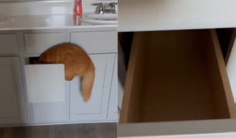 新居をさっそく探索する茶トラ猫。洗面所の引き出しに潜り込んだと思って開けたら・・あれ?いない??