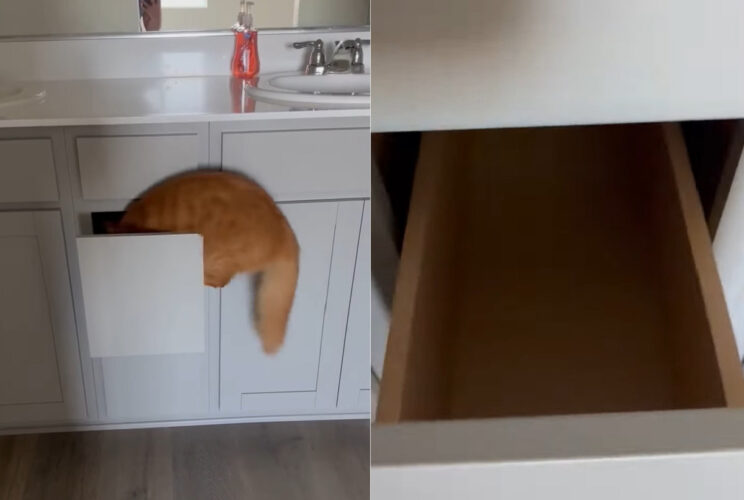 新居をさっそく探索する茶トラ猫。洗面所の引き出しに潜り込んだと思って開けたら・・あれ？いない？？