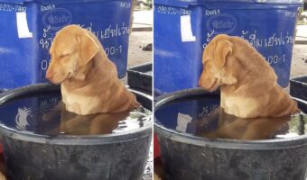 あまりの暑さに水風呂で体を冷やすワンコが可愛らしいと話題に!ウトウトして最後には…