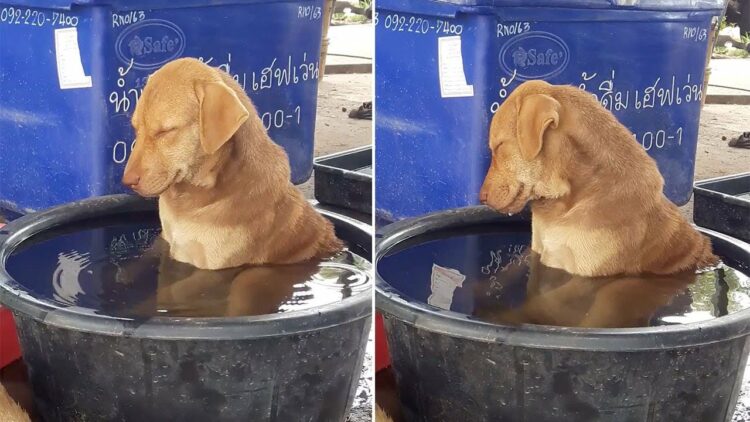 あまりの暑さに水風呂で体を冷やすワンコが可愛らしいと話題に！ウトウトして最後には…