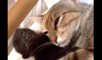 母の愛が伝わってくる！母猫が赤ちゃん猫をやさしくハグをして寝ています【アメリカ・動画】