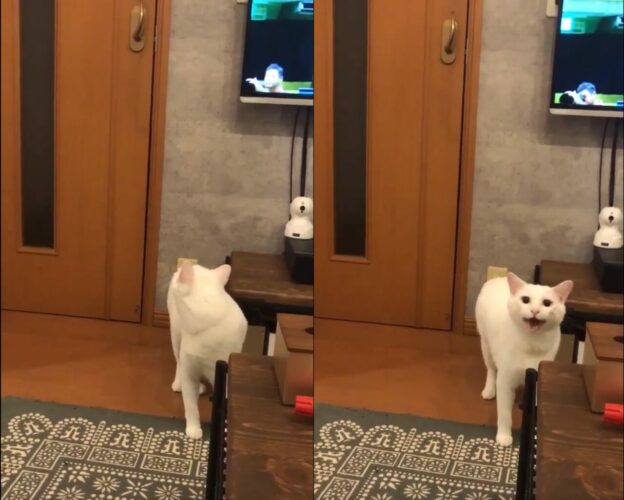 かわいすぎる！ドアノブを縦にしたら、愛猫がめっちゃ猫語で文句言ってきた！！