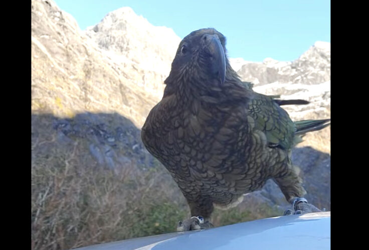 ドライブ中の車に着地した山岳オウム・カエ。強い風を受けて一緒にドライブを楽しんでくれている？？【海外・動画】