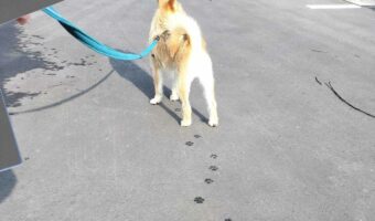 「ある日の犬ちゃんの足跡、ねじねじでした」まるで絵に描いたような規則的な足跡が可愛らしいと話題に!