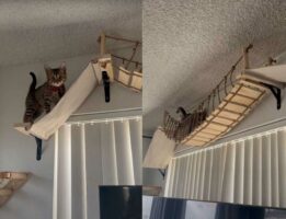 子猫が空中アスレチックを探検！飼い主さんお手製キャットウォークを気に入ってくれるかな？？