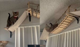 子猫が空中アスレチックを探検！飼い主さんお手製キャットウォークを気に入ってくれるかな？？