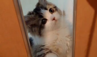 何もかもが可愛すぎる愛猫の動画に反響！「国宝級の可愛さ」「ガラスにペタッと張り付く肉球も可愛くて見飽きない」