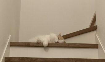 階段で寝るのが流行り！？見かけるたびに上の段に移動していく愛猫が面白いと話題に！「どんな心境で移動してるのかな」