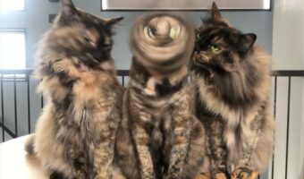 頭をぐるぐるっと高速回転!サビ猫のドリルの瞬間をとらえた瞬間が話題に!「目がまわらないのかな」「太陽の塔みたい」