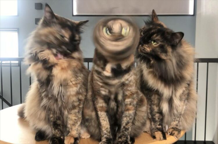 頭をぐるぐるっと高速回転！サビ猫のドリルの瞬間をとらえた瞬間が話題に！「目がまわらないのかな」「太陽の塔みたい」