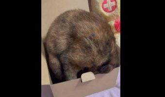 隠れられてると思ってるのか? 自分より小さい箱に隠れたつもりになっている愛猫が可愛すぎる!