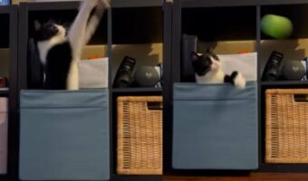 猫はゴールキーパー！？どんなボールも弾き返します！【アメリカ・動画】