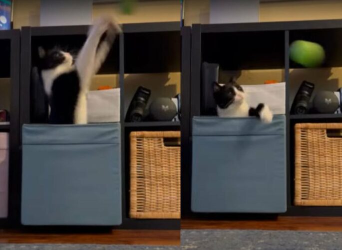 猫はゴールキーパー！？どんなボールも弾き返します！【アメリカ・動画】
