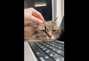 愛猫を『外付けのふわふわキーボード』と表現したツイートに反響！「いくらで売ってますか？」「スリープモード搭載ですね」