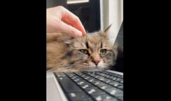 愛猫を『外付けのふわふわキーボード』と表現したツイートに反響!「いくらで売ってますか?」「スリープモード搭載ですね」