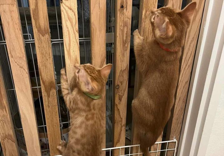 「我が家にもセミが現れた！」まるでセミのように柵によじ登る仔猫たちに反響！「お外で鳴いてるセミにしては大きい」