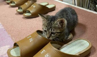 「只今、スリッパ温め係の研修中」野沢温泉『桐屋旅館』の看板猫たちがスリッパを温める姿が可愛すぎる!