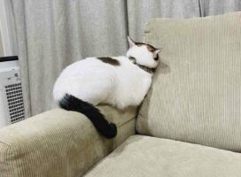 飼い主さんが育児で忙しく『撫で撫でしてー！』を無視されて拗ねてしまった猫が可愛い！「わかりやすい拗ねっぷり」