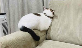 飼い主さんが育児で忙しく『撫で撫でしてー!』を無視されて拗ねてしまった猫が可愛い!「わかりやすい拗ねっぷり」