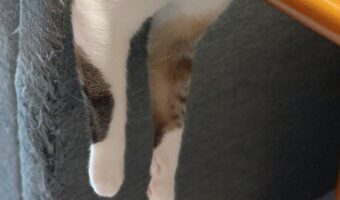 「首が痛くないのかにゃ!?」ソファとテーブルを使ってすごい体勢でくつろいでいる愛猫が話題に!