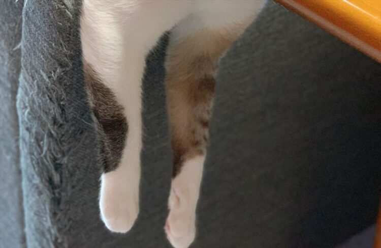 「首が痛くないのかにゃ！？」ソファとテーブルを使ってすごい体勢でくつろいでいる愛猫が話題に！