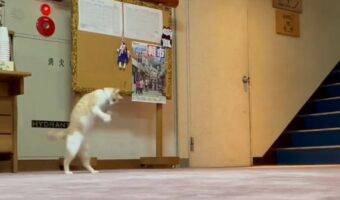 「おっとっとっとからの、でんぐり返り」野沢温泉『桐屋旅館』の看板猫が見せた予想外のパフォーマンスが面白い!