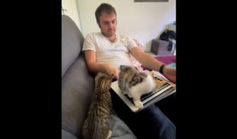 在宅ワークが捗らない・・、その原因はかわいい愛猫たち!?パソコンに乗っかり動かないので仕事どころではありません!!