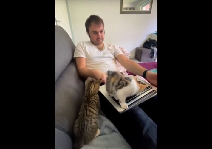 在宅ワークが捗らない・・、その原因はかわいい愛猫たち！？パソコンに乗っかり動かないので仕事どころではありません！！