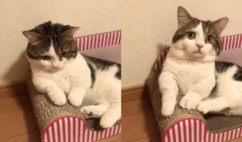 「あっ、おれ猫だった！」急に我に返るニャンコが面白カワイイ