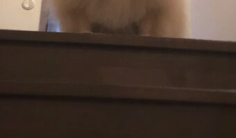 階段の上から飼い主さんを見下ろすポメラニアンがムキムキのボディに!?「顔と体が一致しません」「素直に強そう」