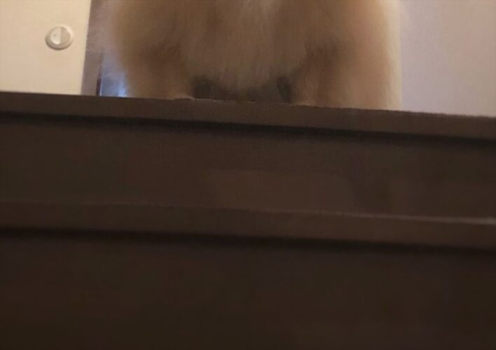 階段の上から飼い主さんを見下ろすポメラニアンがムキムキのボディに！？「顔と体が一致しません」「素直に強そう」