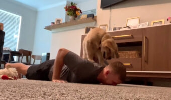ゴールデンレトリバーの子犬がお手伝い！？余裕のありそうなパパさんに「よりハードな腕立て伏せ」をしてもらう事にしたようです