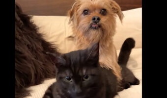 楽しく遊ぶ子犬と黒猫。子犬が猫にかまって！とばかりにちょっかいをかけています【海外・動画】