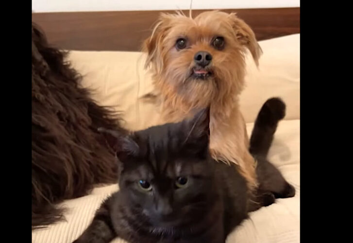 楽しく遊ぶ子犬と黒猫。子犬が猫にかまって！とばかりにちょっかいをかけています【海外・動画】