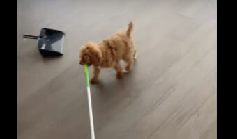お手伝いしてくれている？元気に走る子犬が『ある道具』をくわえているので、床掃除をしているみたい！！【アメリカ・動画】