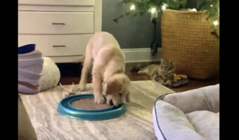 オモチャで必死になって遊ぶ子犬。その姿を冷ややかに見つめる視線がひとつ【アメリカ・動画】