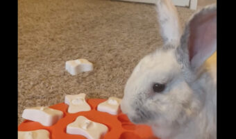 オモチャの下に隠されたごはん。ウサギが見つけて喜んで食事をしてくれるかと思ったのですが・・！！